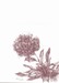 Peony