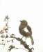 Bird on a Branch of Apricot